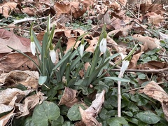 Galanthus