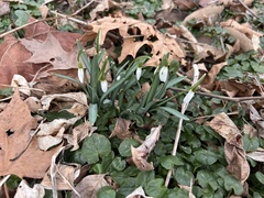 Galanthus