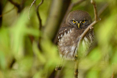 Glaucidium nana