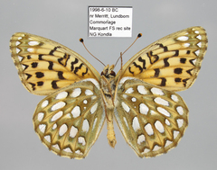 Speyeria callippe chilcotinensis