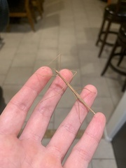 Parabacillus hesperus