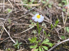 Chaetopappa asteroides