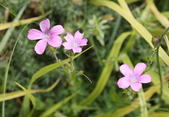 Linum viscosum