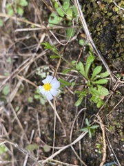 Chaetopappa asteroides