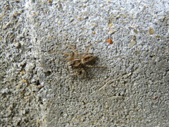 Salticidae