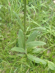 Elephantopus angustifolius