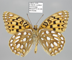 Speyeria callippe chilcotinensis