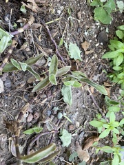 Tradescantia sillamontana