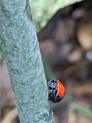 Isoxya penizoides