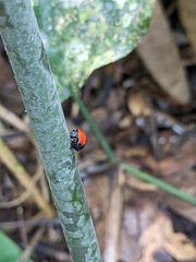 Isoxya penizoides
