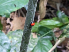 Isoxya penizoides