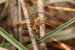 Pisaura