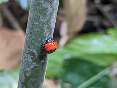 Isoxya penizoides