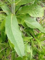 Elephantopus angustifolius