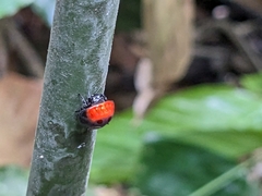 Isoxya penizoides
