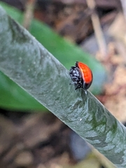 Isoxya penizoides