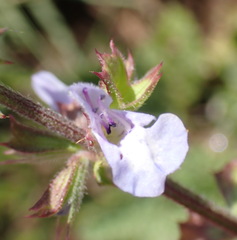 Salvia runcinata
