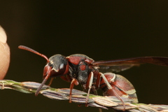 Antepipona