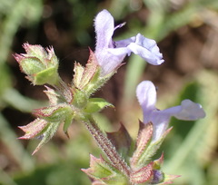 Salvia runcinata