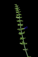 Salvia mexicana