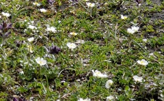 Ranunculus kuepferi