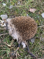 Erinaceus europaeus