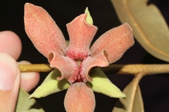 Duguetia