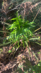 Thaumatophyllum bipinnatifidum
