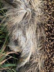 Erinaceus europaeus