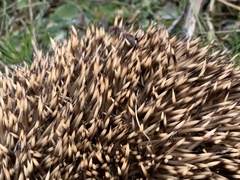 Erinaceus europaeus