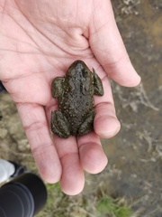 Bufotes viridis sitibundus