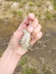 Bufotes viridis sitibundus