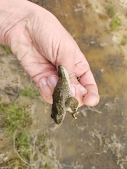 Bufotes viridis sitibundus