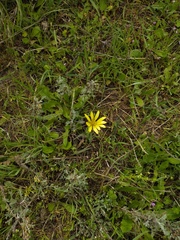 Pseudopodospermum molle