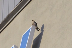 Falco peregrinus