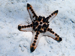 Protoreaster nodosus