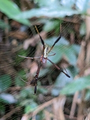 Trichonephila fenestrata