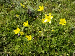 Ranunculus oxyspermus