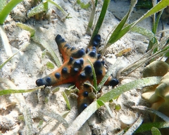 Protoreaster nodosus