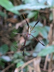 Trichonephila fenestrata