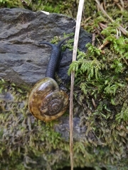 Campylaea illyrica