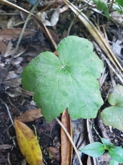 Hydrocotyle bowlesioides