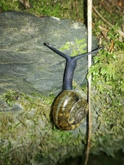 Campylaea illyrica