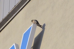 Falco peregrinus