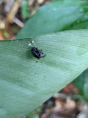 Isoxya penizoides
