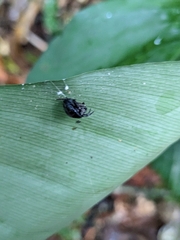 Isoxya penizoides