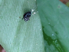 Isoxya penizoides
