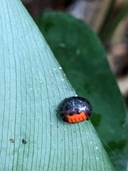Isoxya penizoides