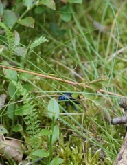 Trypocopris vernalis