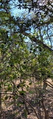 Diospyros texana